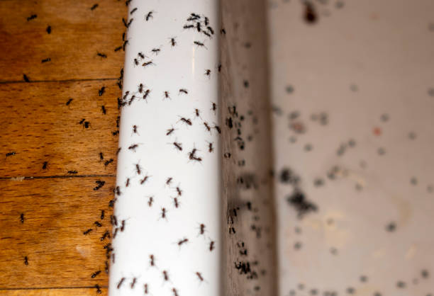 Best Wasp Removal Services  in Carencro, LA