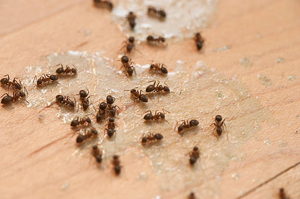 Best Affordable Pest Control Services  in Carencro, LA