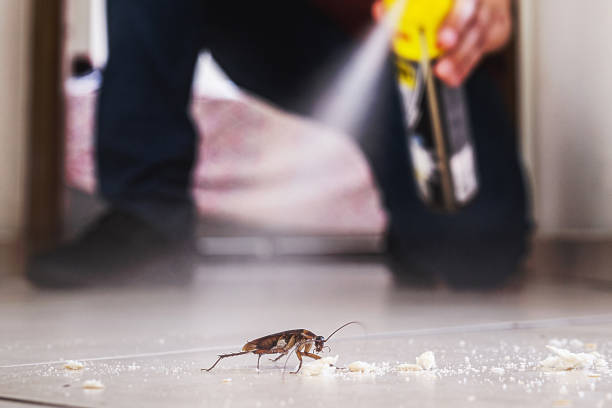 Best Affordable Pest Control Services  in Carencro, LA