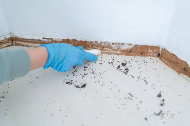 Best Insect Control  in Carencro, LA