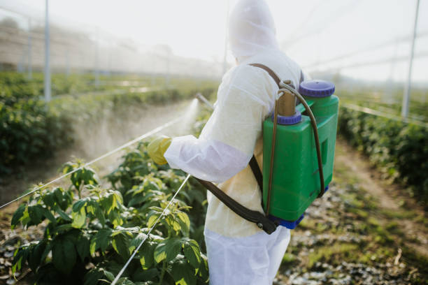 Best Spider Control Near Me  in Carencro, LA